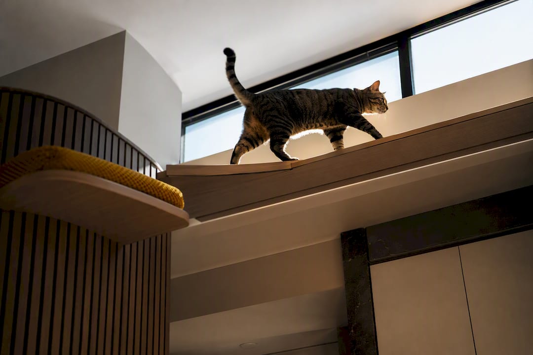 Cat crossing an elevated ceiling walkway