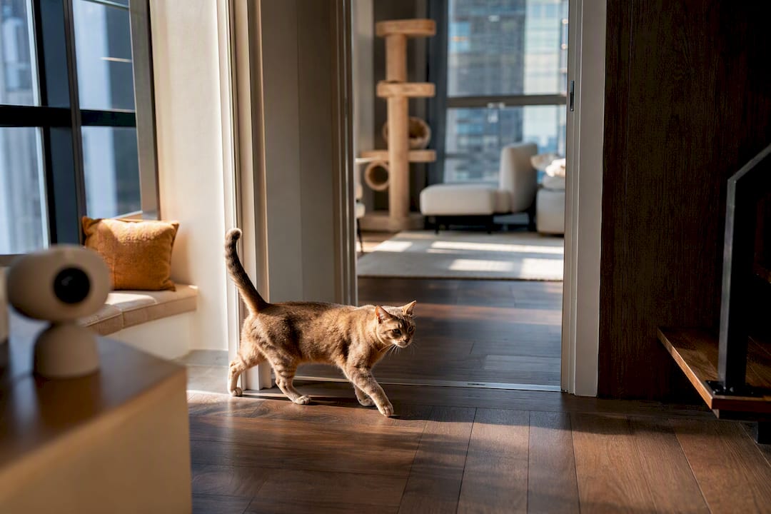 Cat moving between rooms beneath discreet camera placement