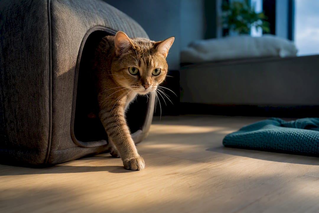 Cat emerging from an enclosed calming retreat