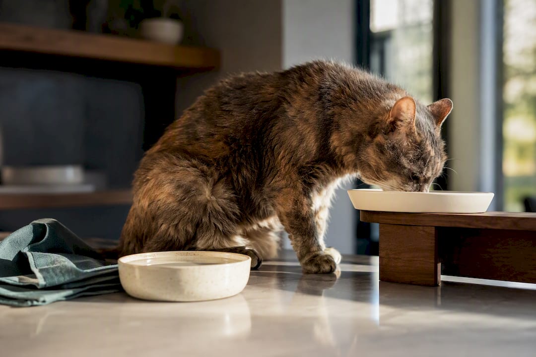Senior cat eating from raised bowl