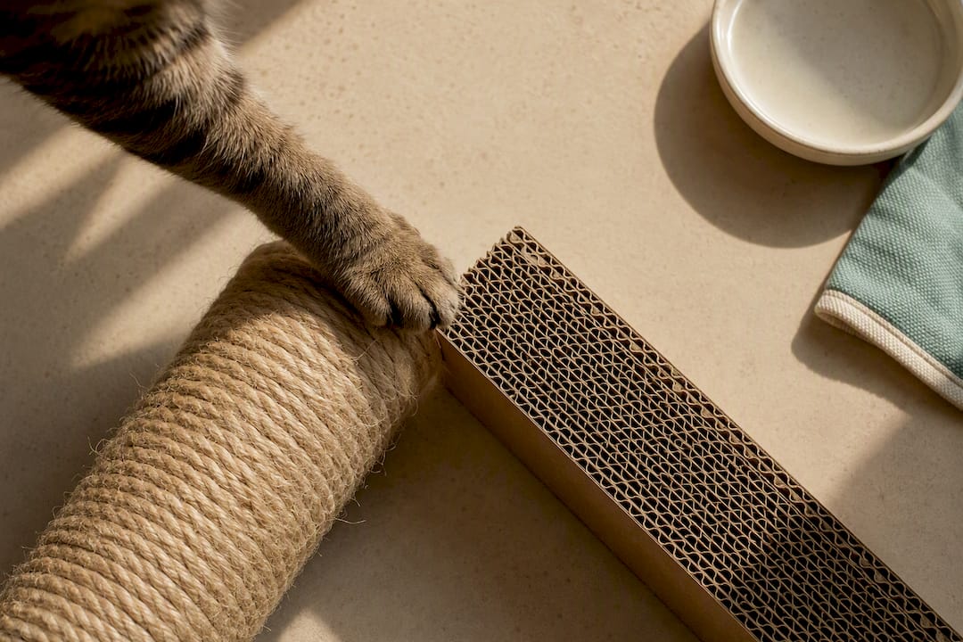 Cat paw comparing sisal and cardboard textures
