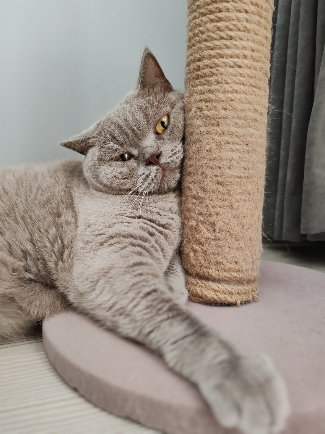 Modern Cat Furniture: How to Choose a Cat Tree That Looks Good in Your Home