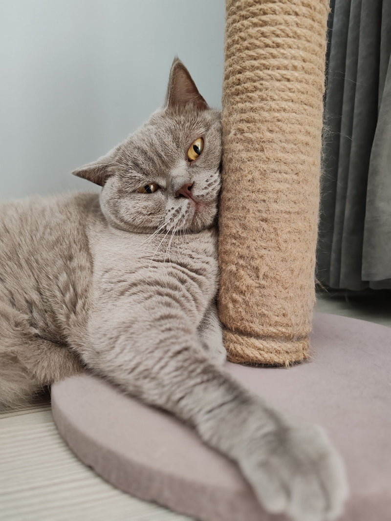 Modern Cat Furniture: How to Choose a Cat Tree That Looks Good in Your Home