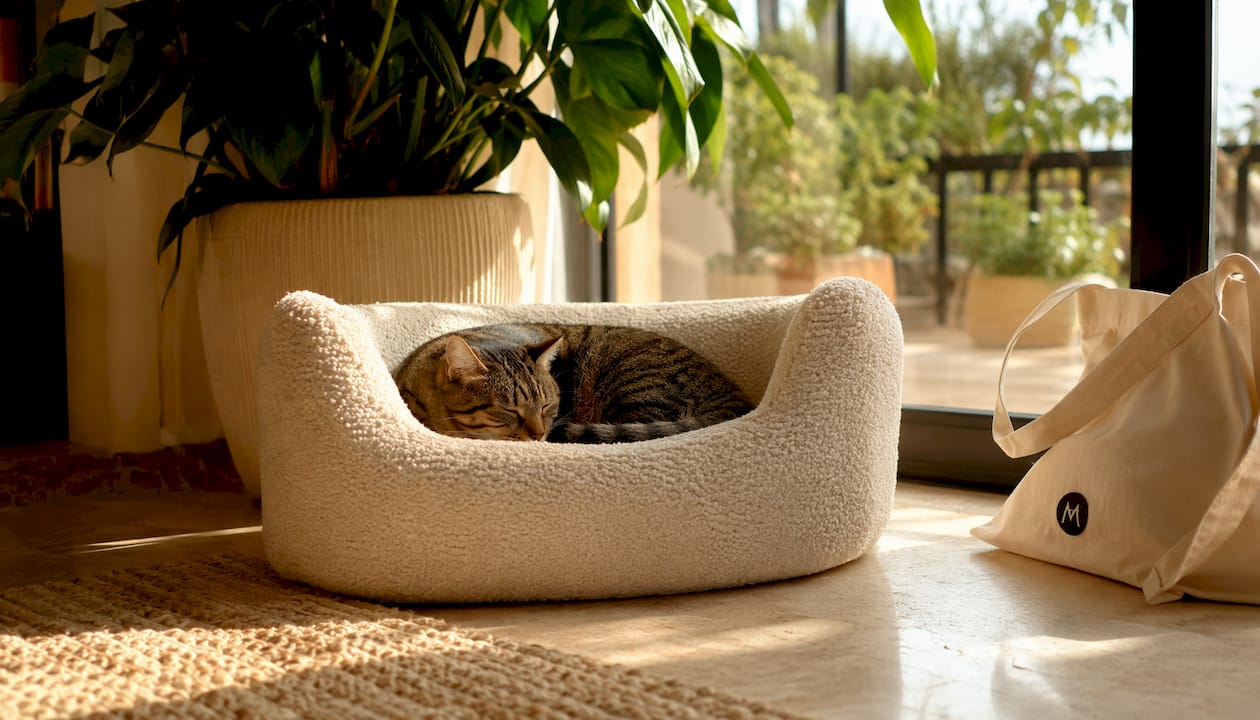 Tabby cat comfortably curled in bouclé cat bed in living room
