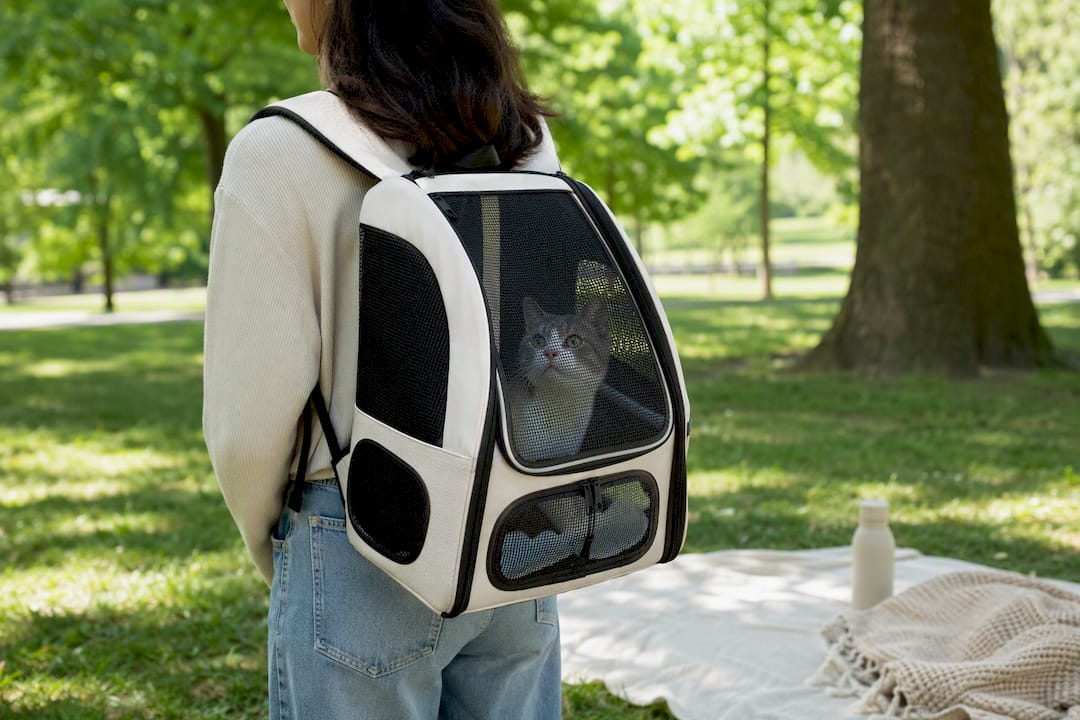 Close-up of cat inside ventilated backpack