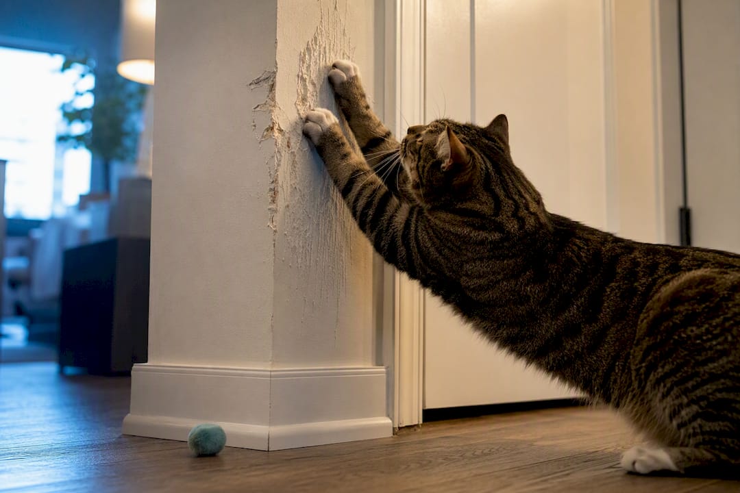 Cat scratching a marked drywall corner