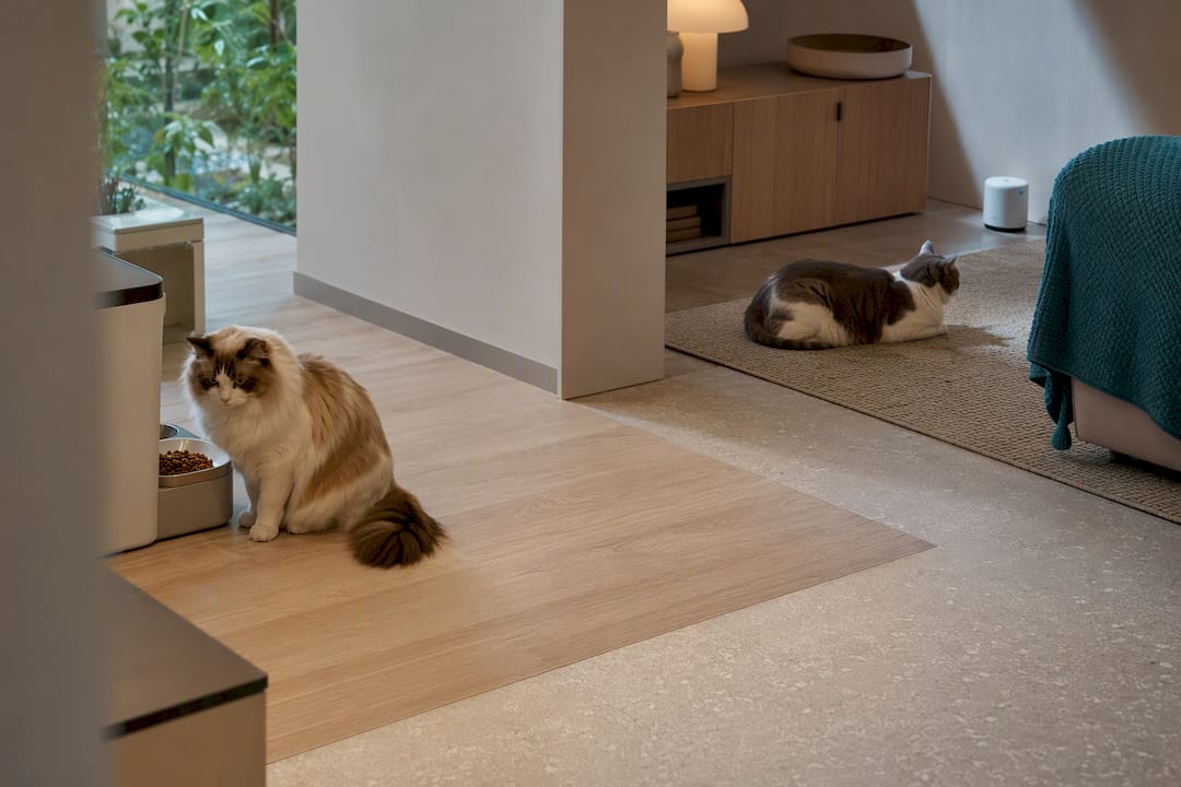 Two cats using separate smart home zones