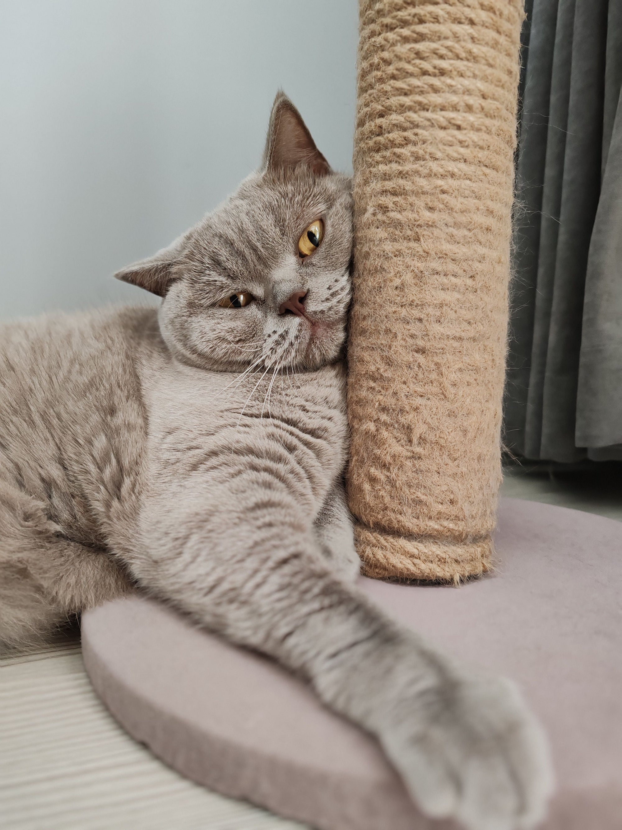 Modern Cat Furniture: How to Choose a Cat Tree That Looks Good in Your Home