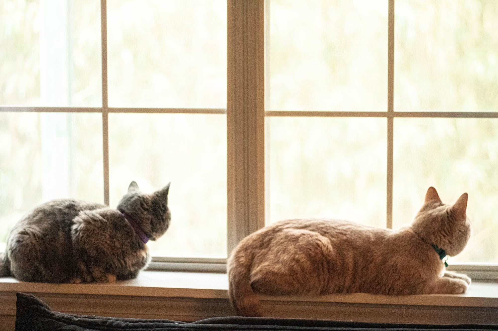 How to Keep an Indoor Cat Happy (and Out of Trouble)