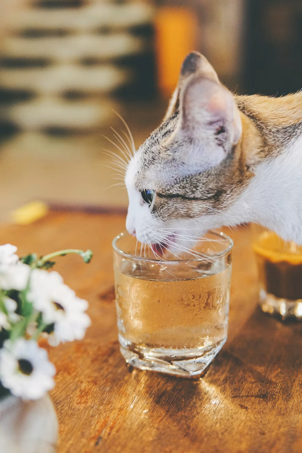 Does Your Cat Need a Water Fountain? What to Know Before You Buy