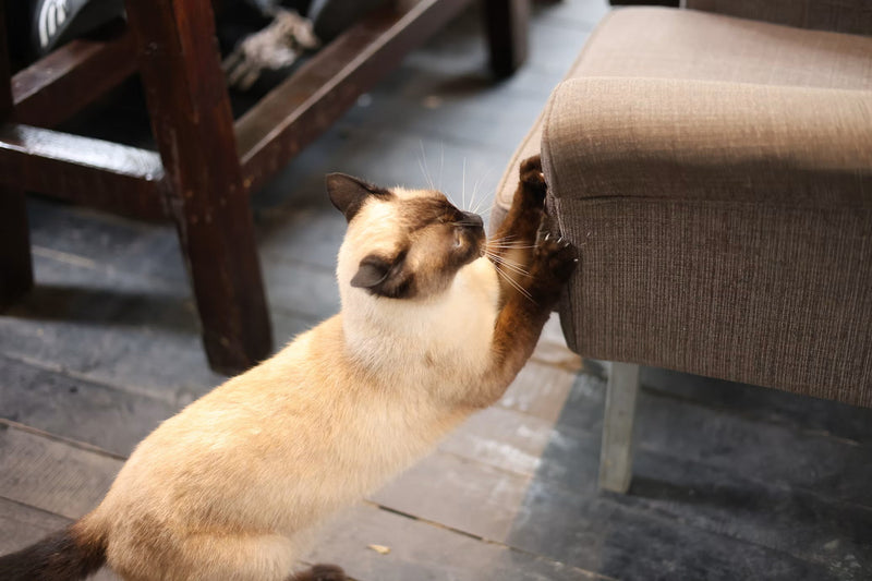 How to Stop Your Cat Scratching the Sofa (Without a Battle)