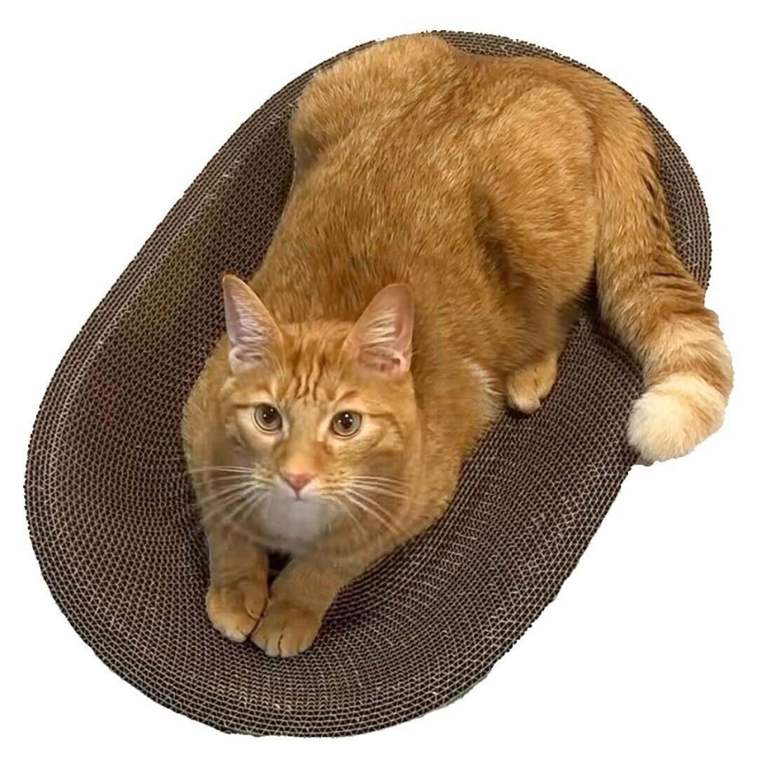 Oval Cat Scratcher Bed by Designer Pet, view 5
