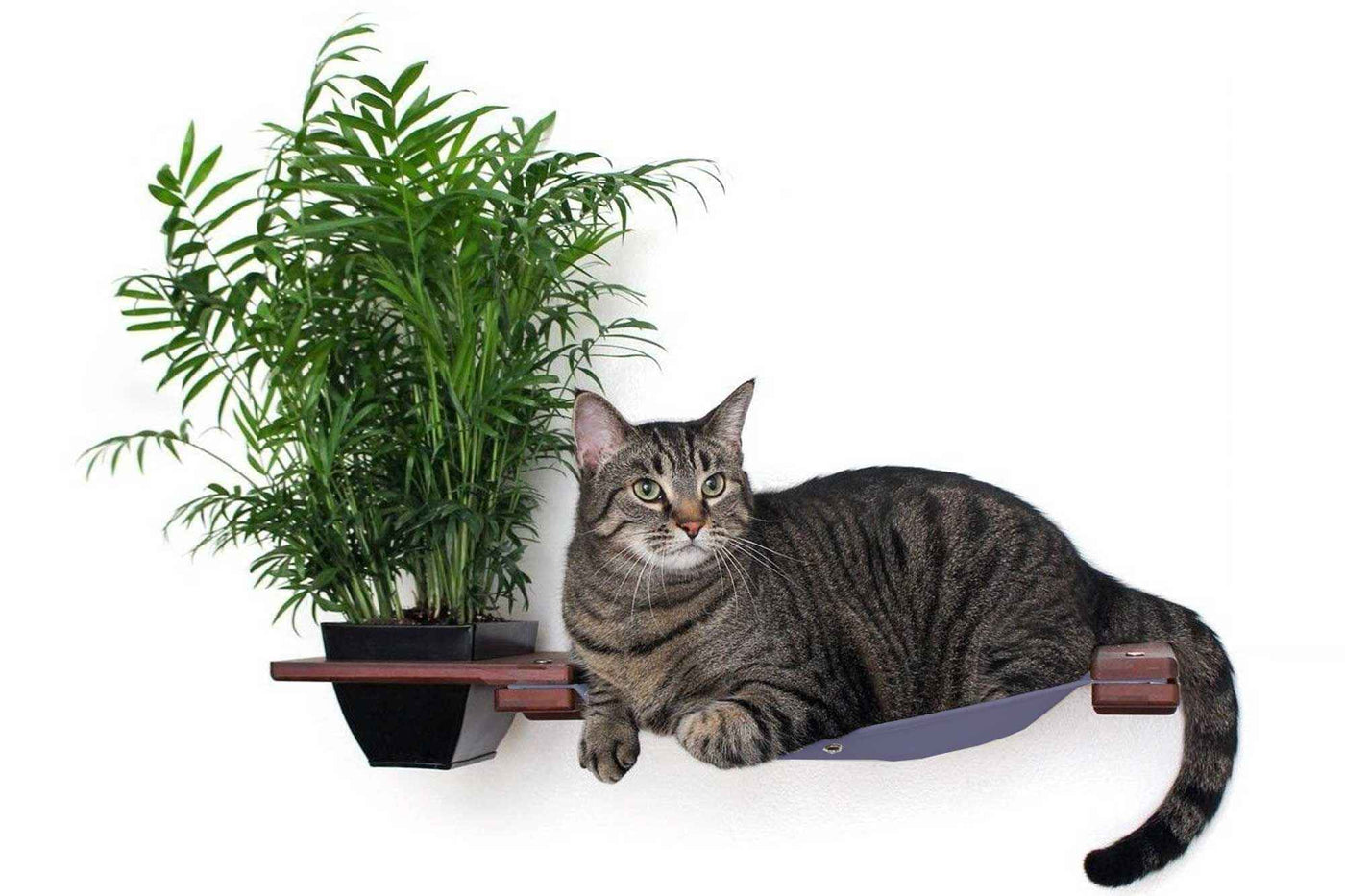 Cat Hammock Wall