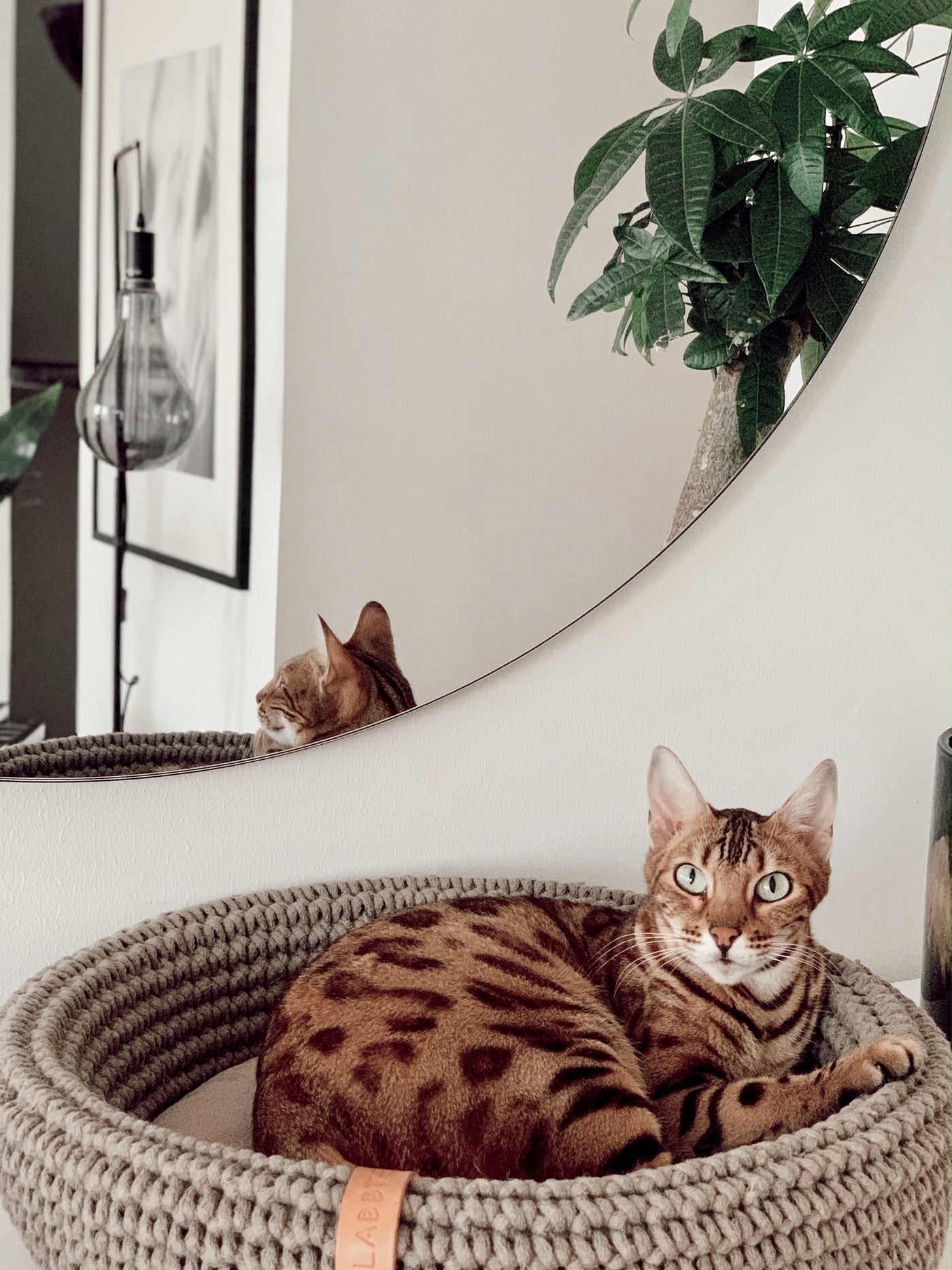 Coco Cat Basket