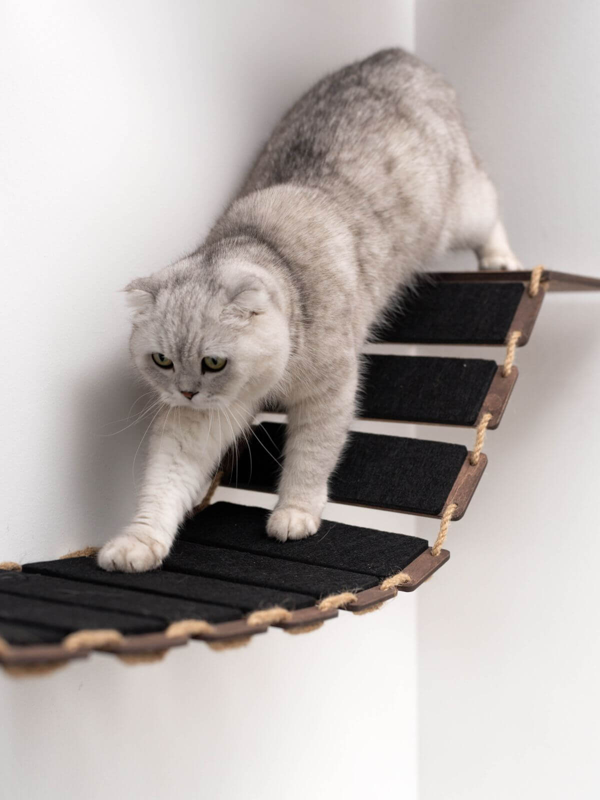 Cat Rope Bridge
