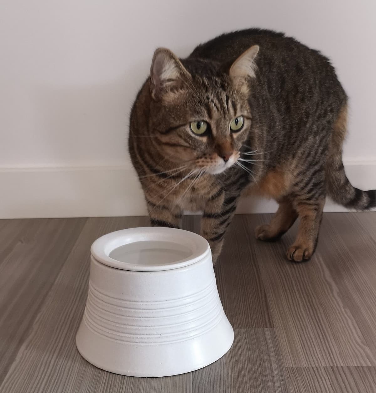 Kilimanjaro Elevated Ceramic Cat Feeder by Sara Monge