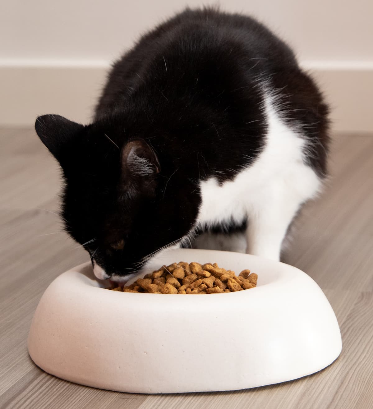 Gourmet Ceramic Cat Bowl by Sara Monge
