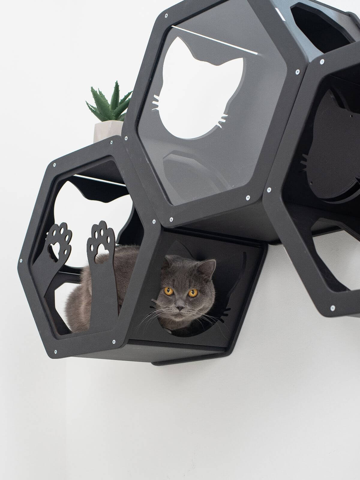 Wooden and Acrylic Frame for Hexagon