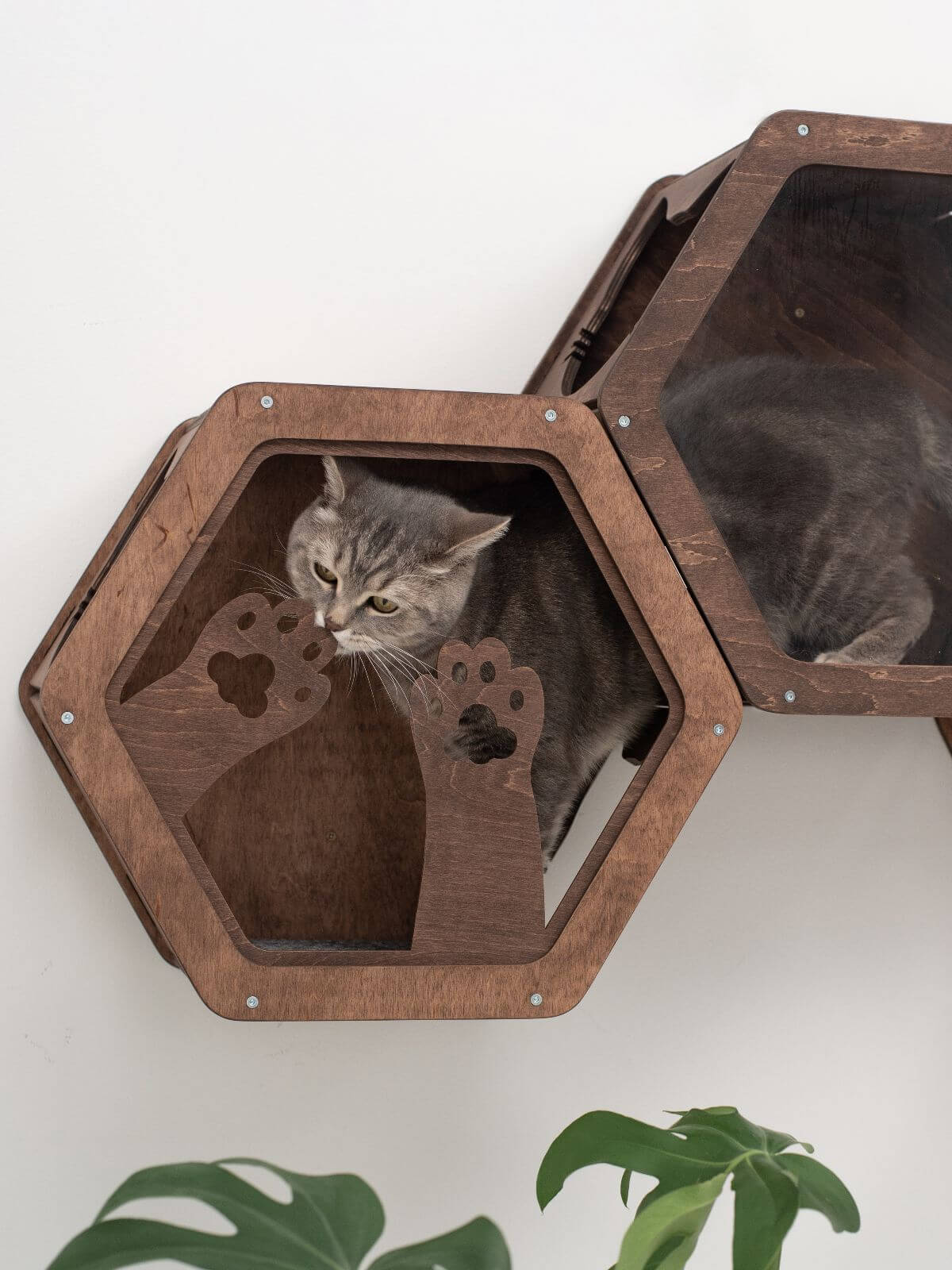 Wooden and Acrylic Frame for Hexagon