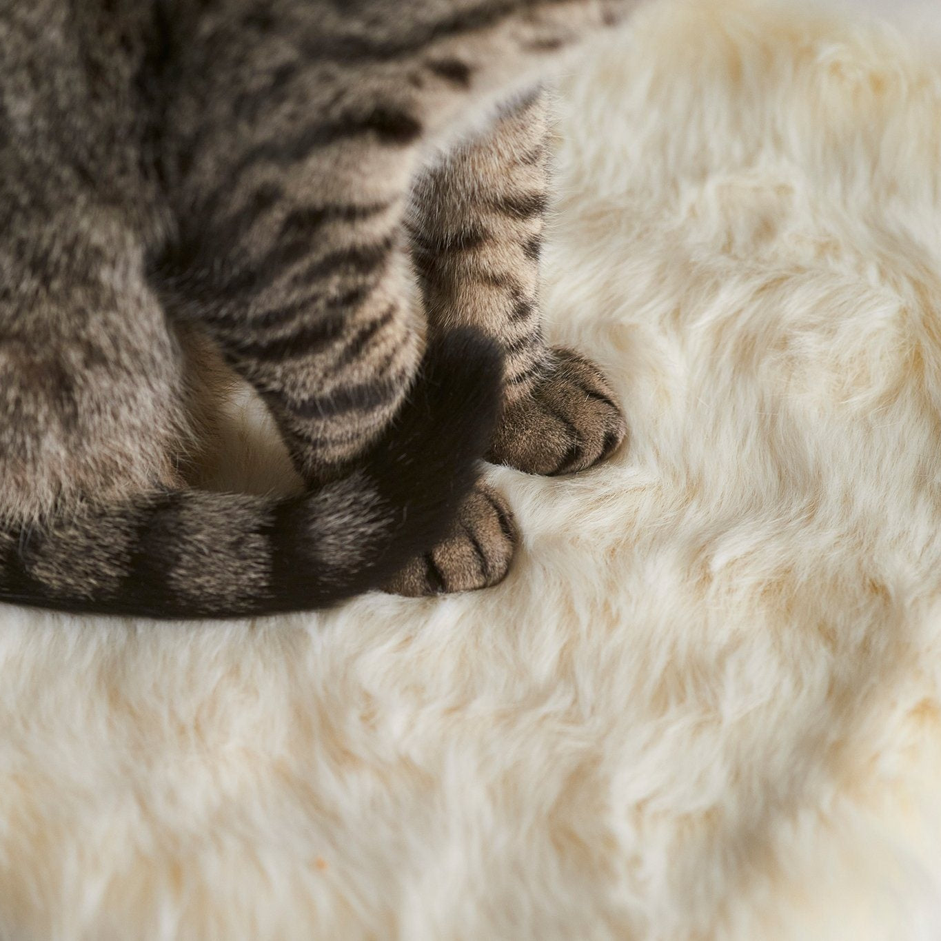 Floof Cat Cushion