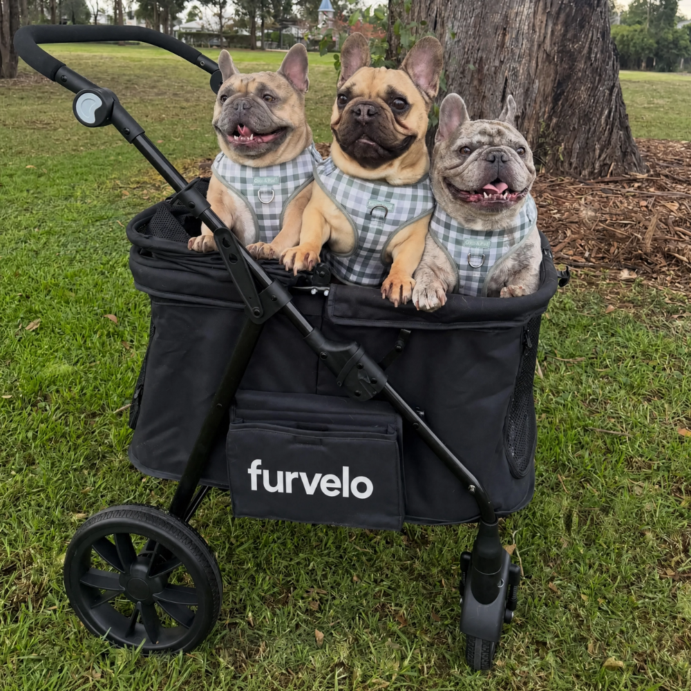 Furvelo Wagon cat stroller in black with large wheels and mesh windows