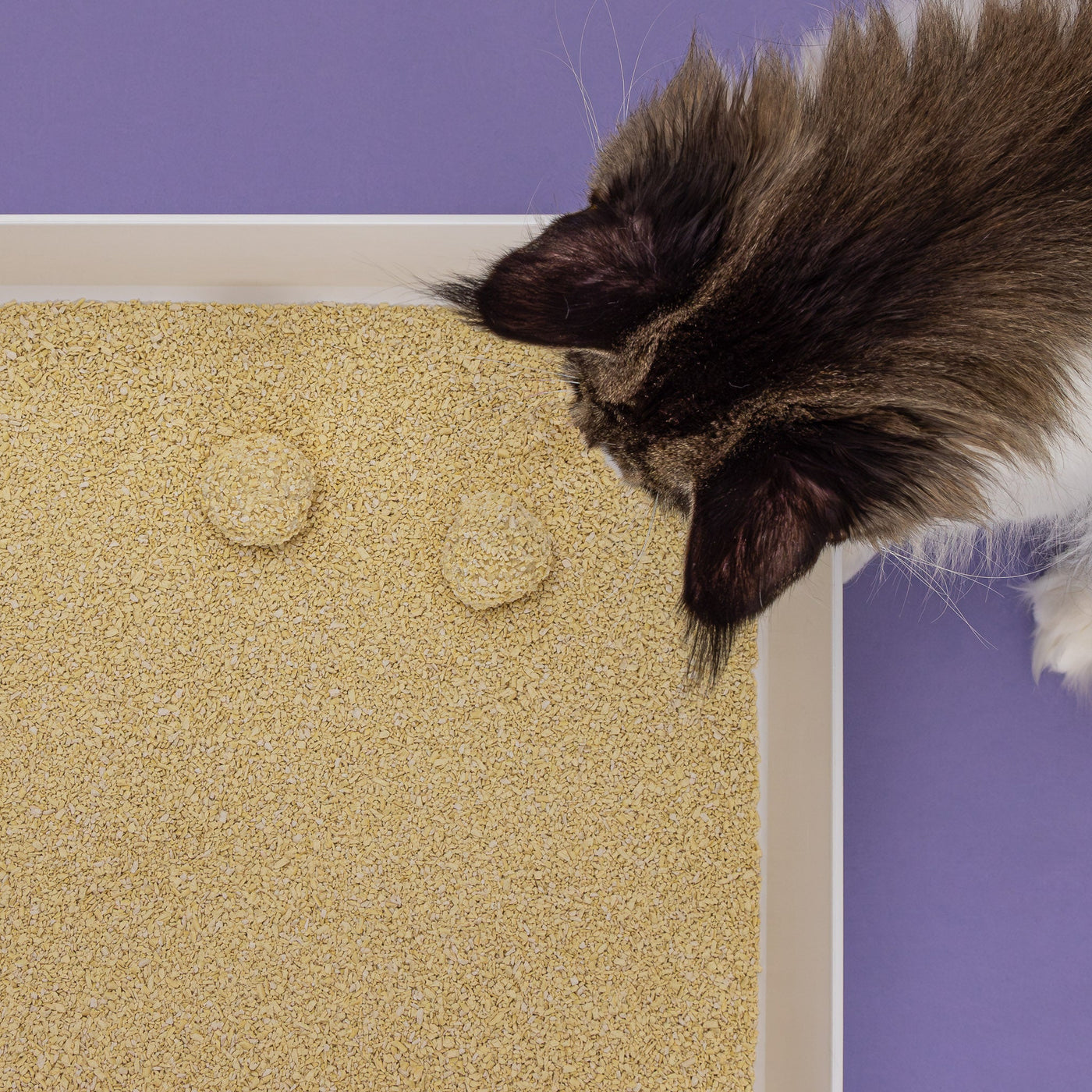 Tofu Fine Cat Litter