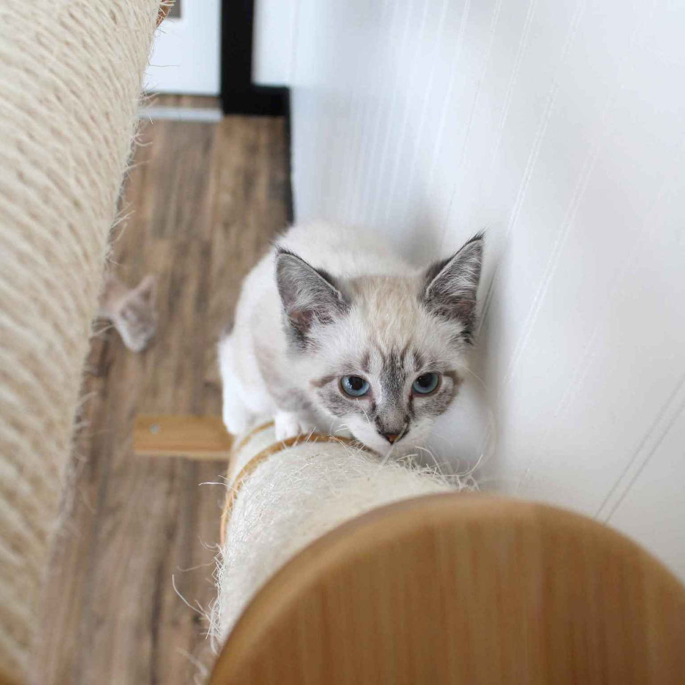 Angled Cat Scratcher Lounge