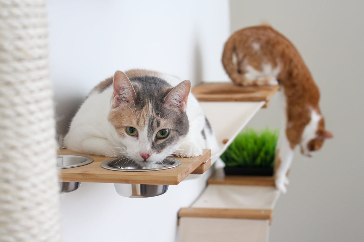 The Bunker - Multi Level Cat Tree with Perch