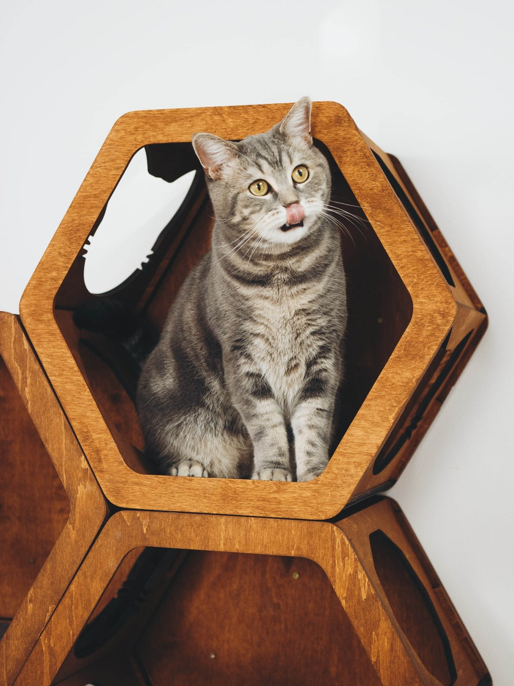 Cat Scratcher Set
