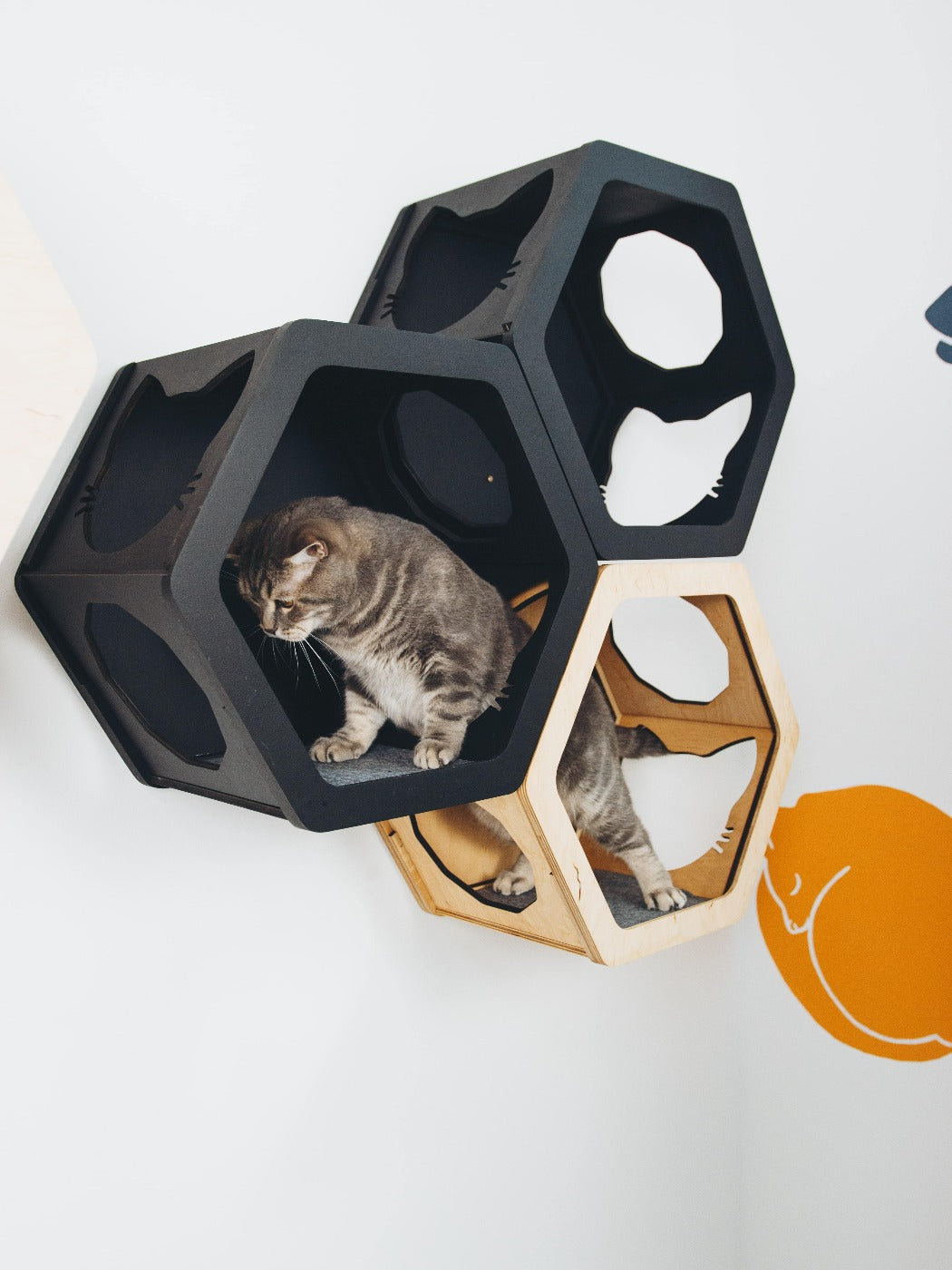 Light & Black Mixed Cat Set