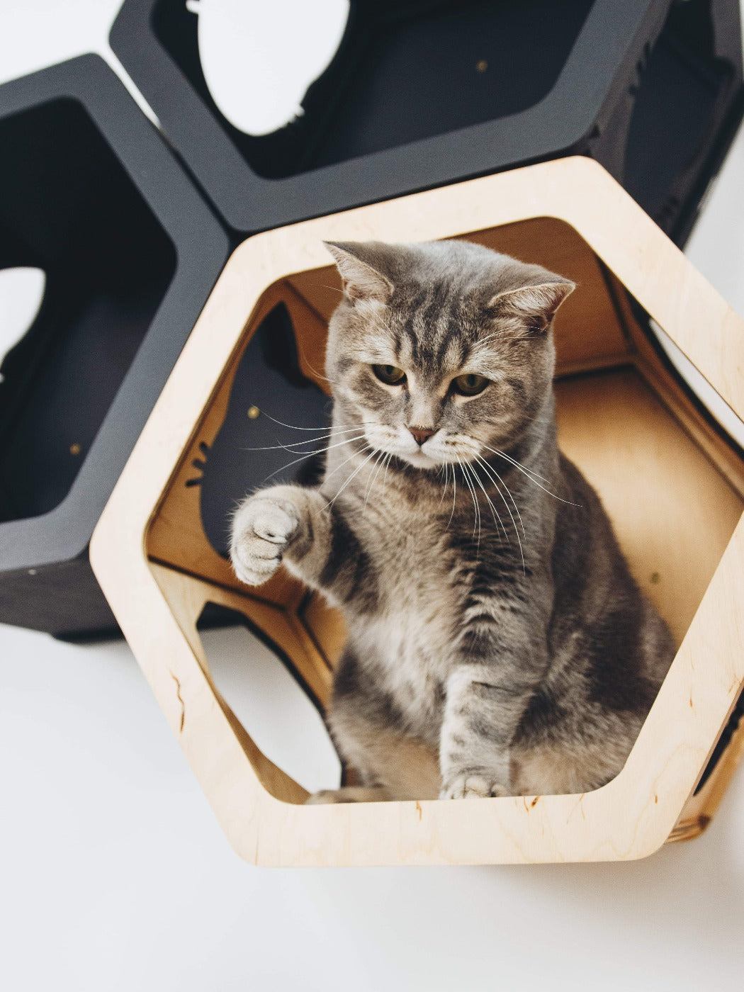 Light & Black Mixed Cat Set