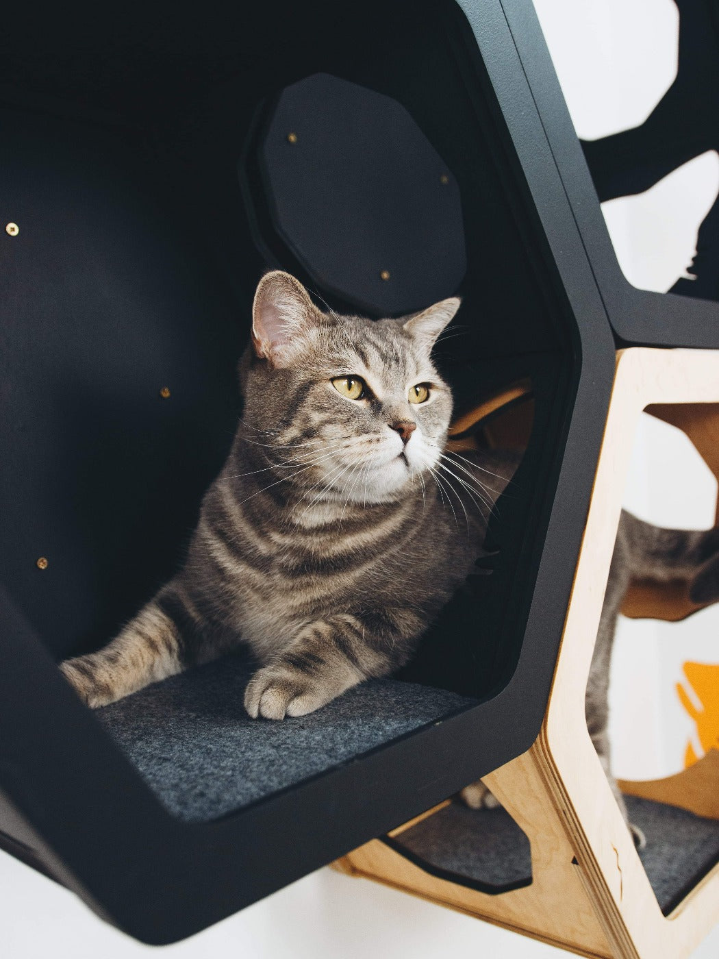 Light & Black Mixed Cat Set