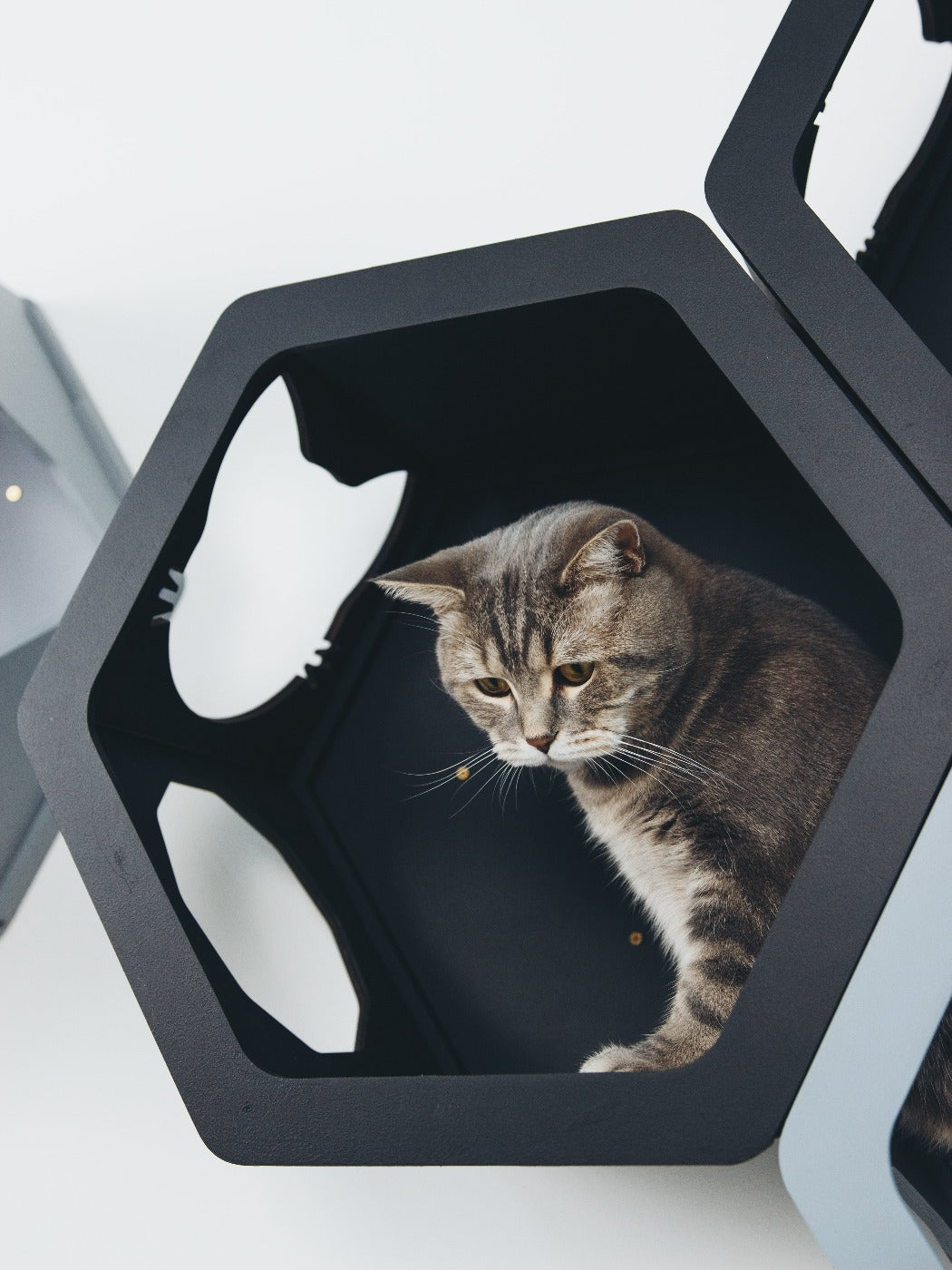 Grey & Black Mixed Cat Set