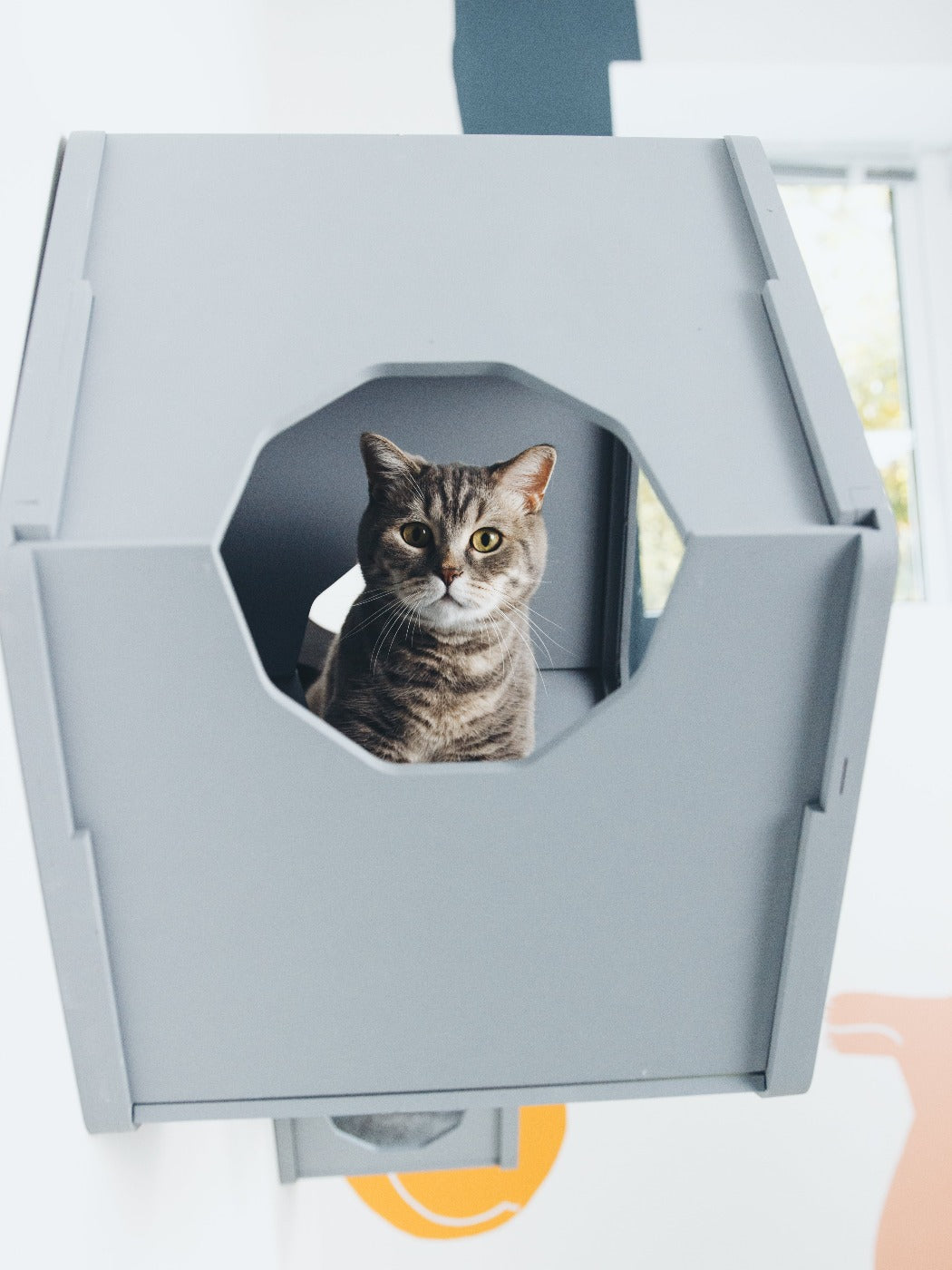 Grey & Black Mixed Cat Set