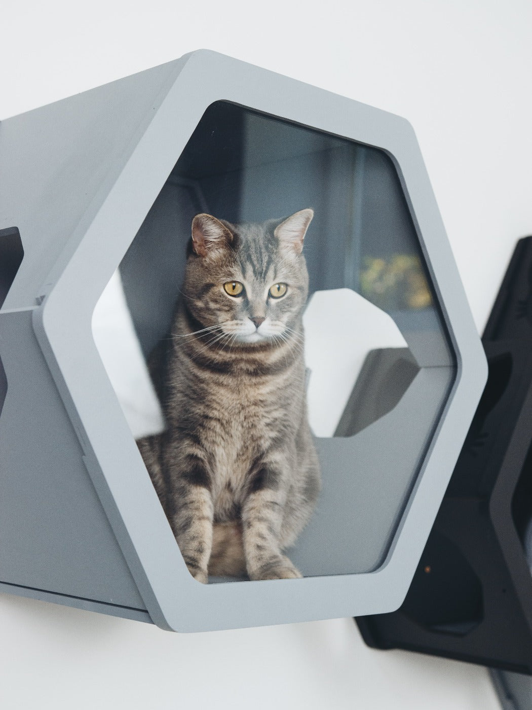 Grey & Black Mixed Cat Set