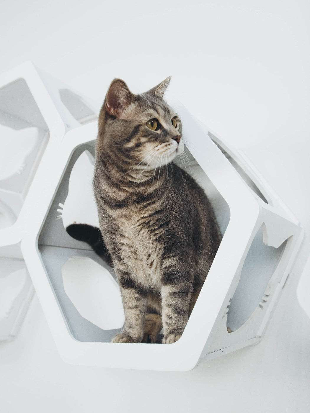 Cat Furniture Shelf White
