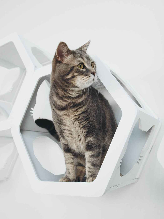 Cat Furniture Shelf White