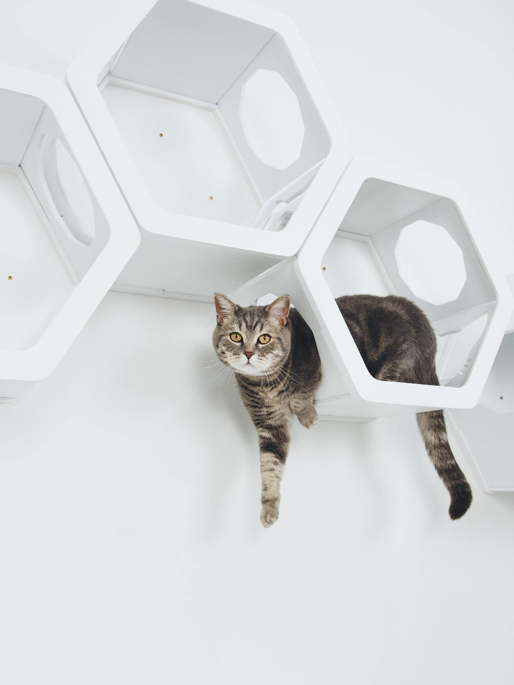 Cat Furniture Shelf White