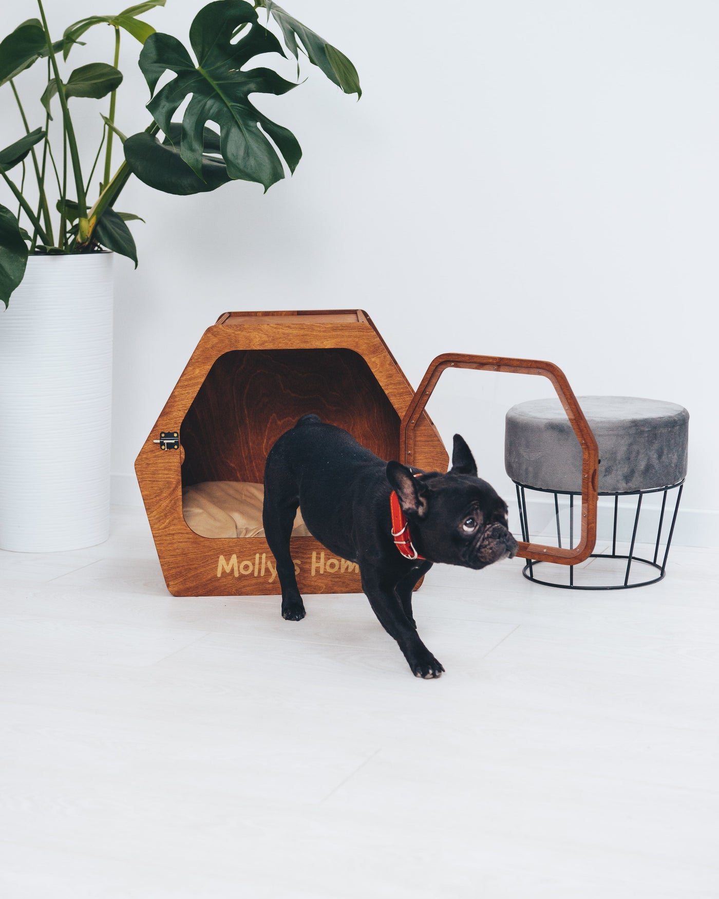 PET HOUSE Color Light