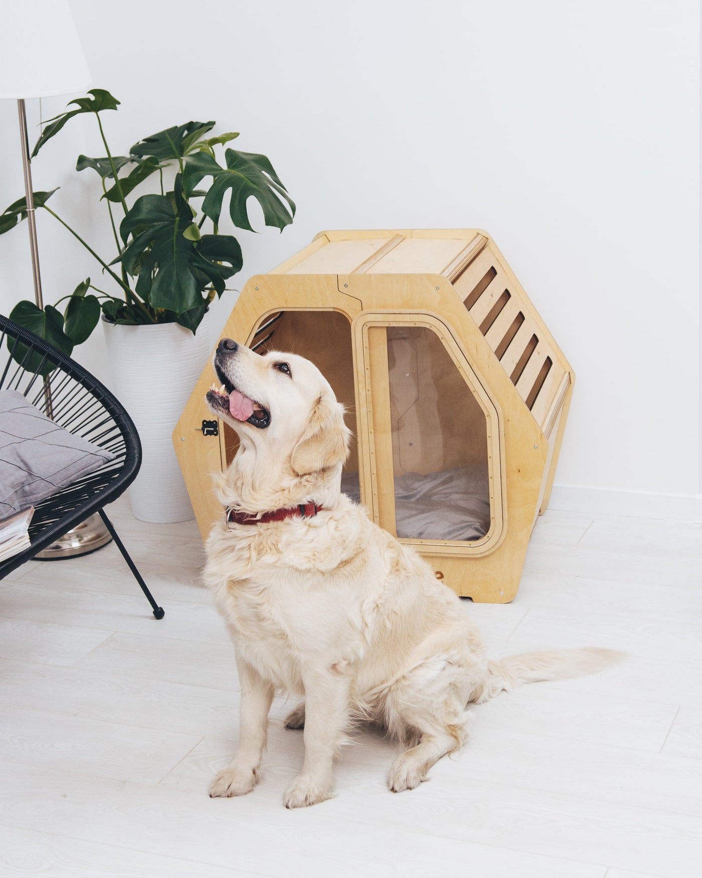 PET HOUSE Color Light