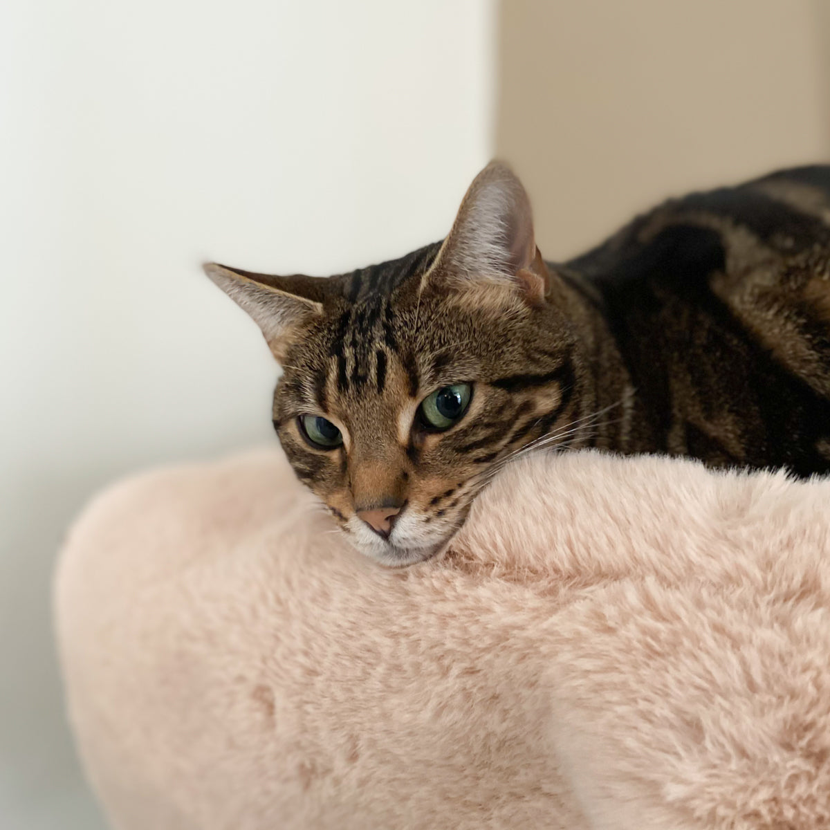 Flip Cat Bed