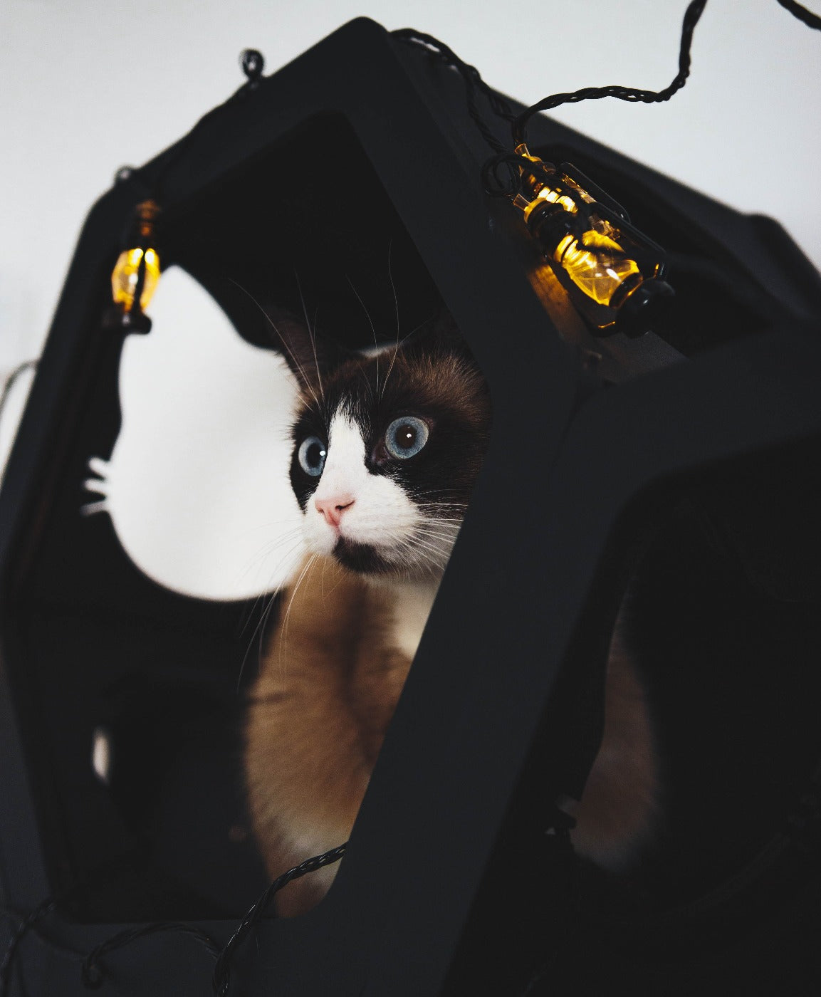 Cat Furniture Shelf Black