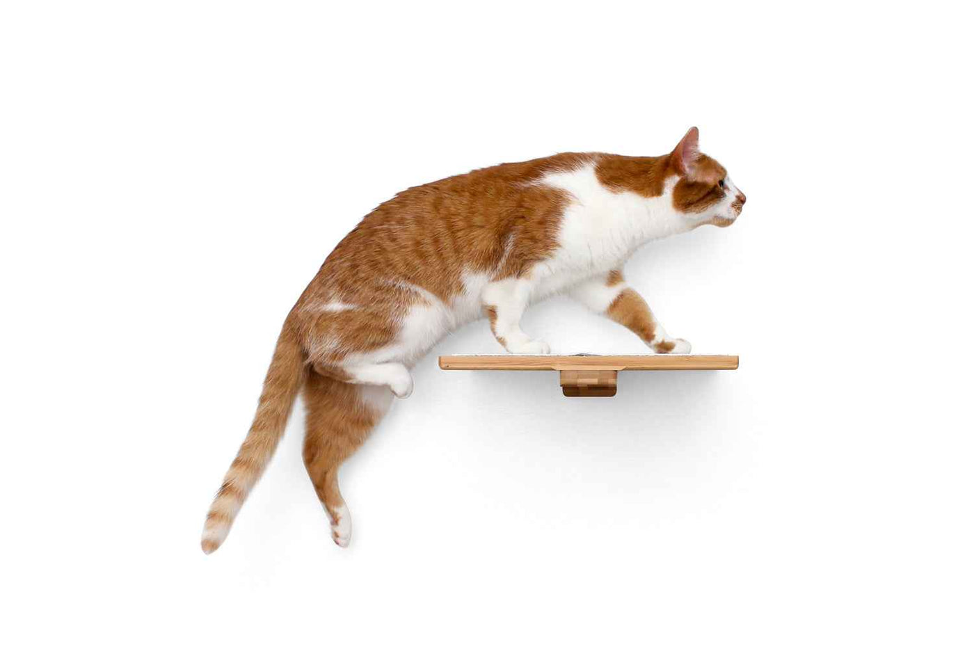 Cat Perch