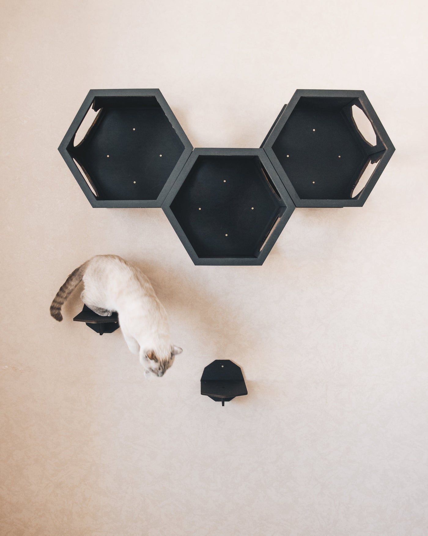 Black Cat Wall Furniture Set