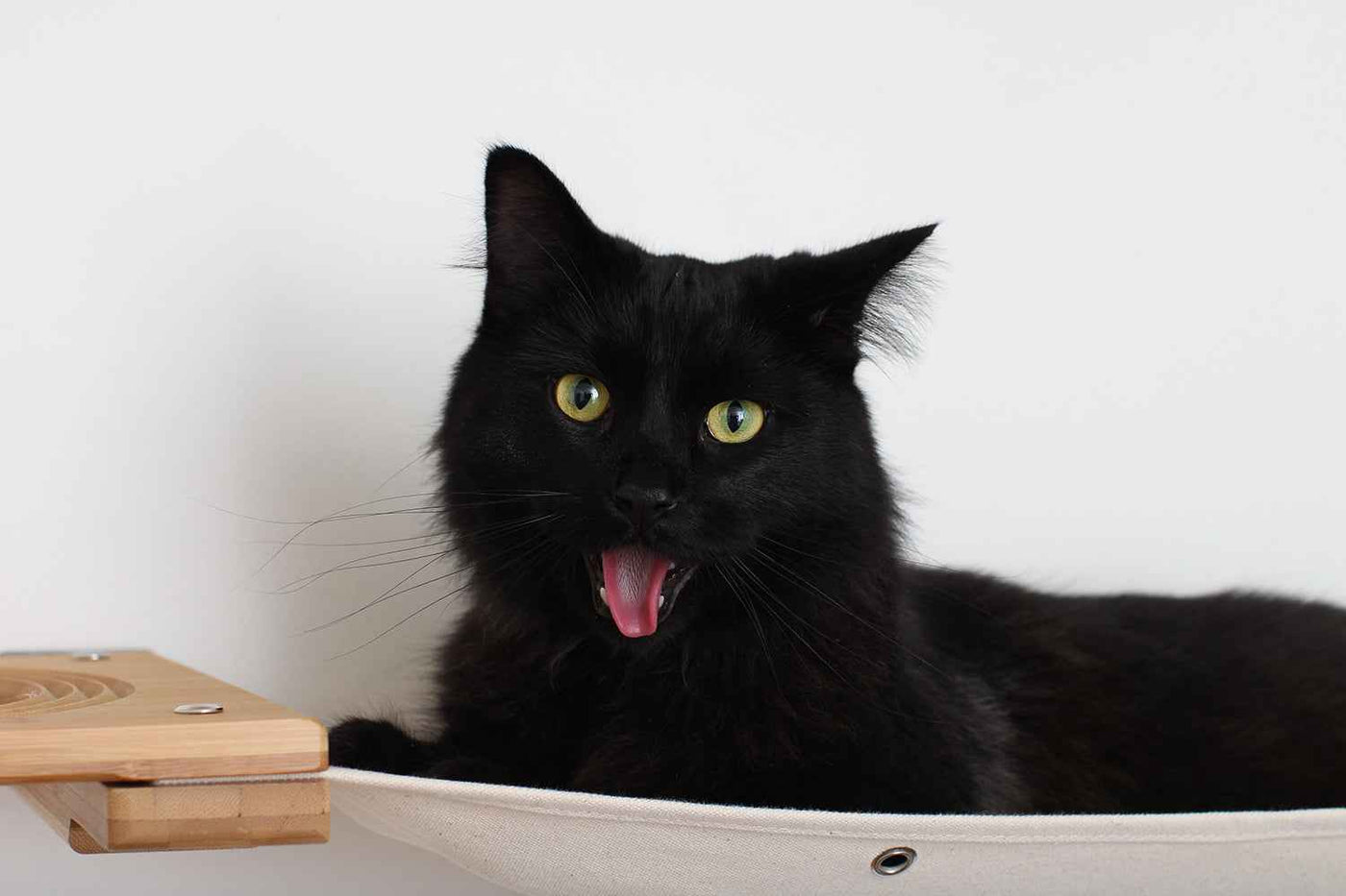 Cat Wall Maze