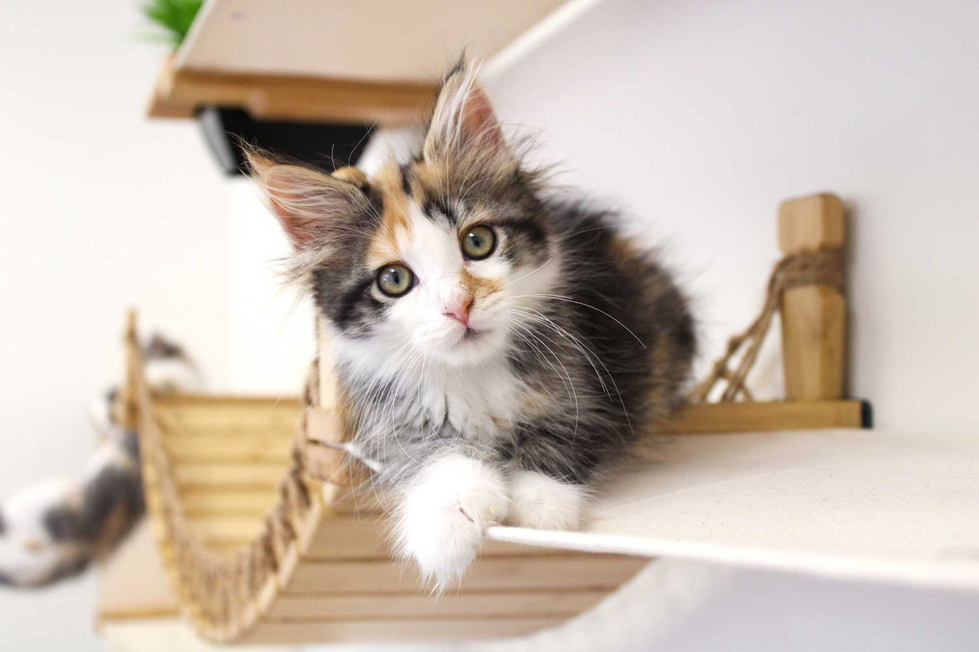 Large wall mounted cat condo packed with hammocks, a sisal pole, floating posts, a bridge, and a planter shelf