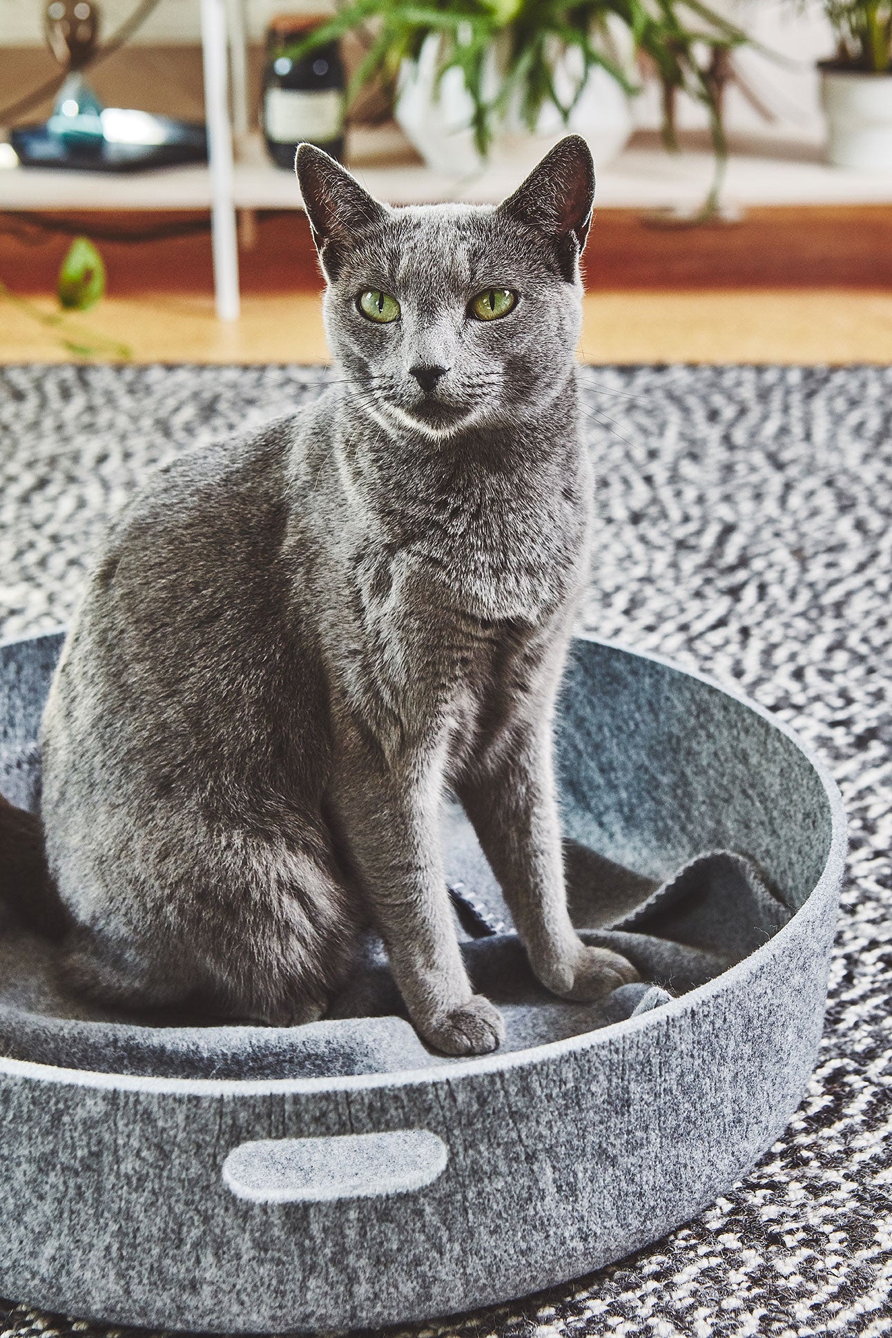 Cesto Cat Basket, Concrete