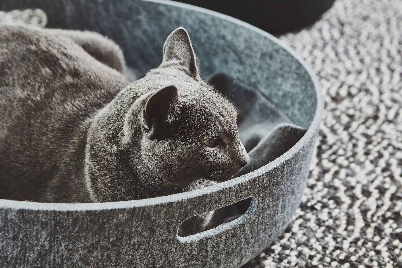 Cesto Cat Basket