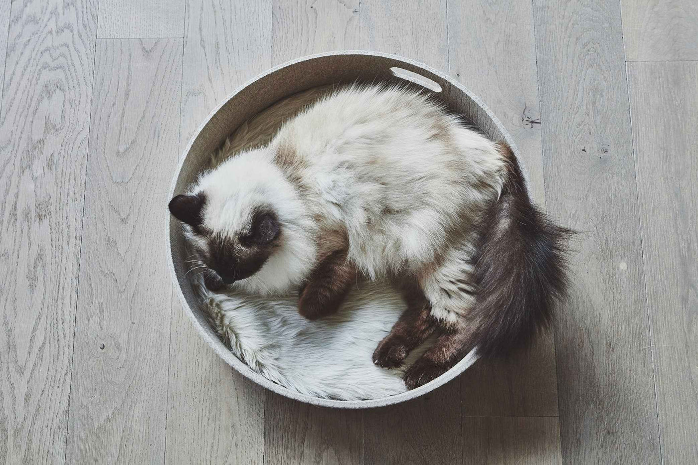 Cesto Cat Basket
