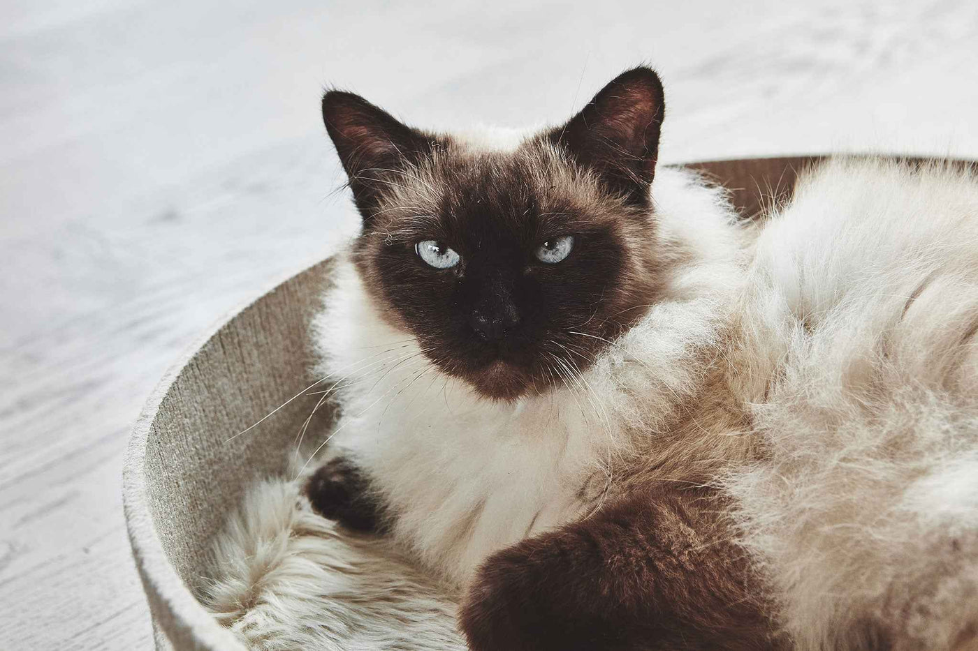 Cesto Cat Basket